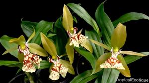 Coelogyne schilleriana