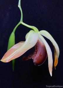 Coelogyne usitana