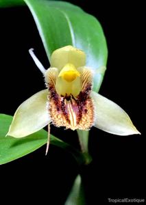 Coelogyne ovalis