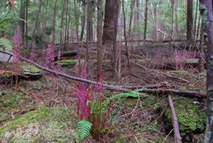 Corallorhiza mertensiana