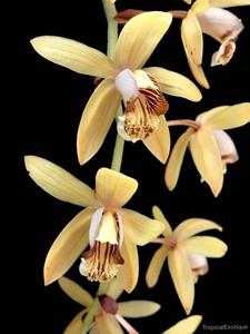 Coelogyne tomentosa