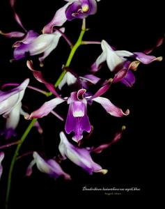 Dendrobium lasianthera