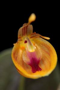 Restrepia nittiorhyncha