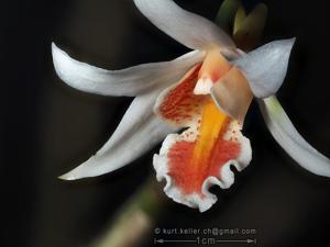 Dendrobium xanthophlebium