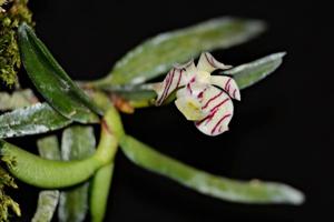Trichoglottis pusilla