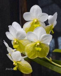 Vanda sanderiana