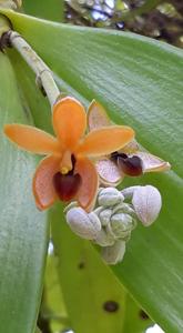 Callostylis rigida