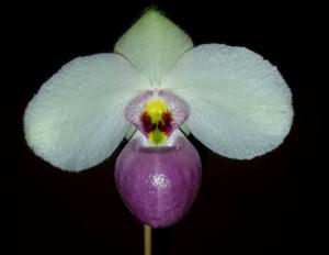 Paphiopedilum delenatii