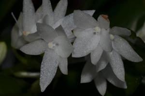 Aerangis hyaloides