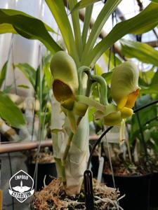 Catasetum schmidtianum