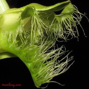 Dendrobium terengganuensis