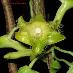 Dendrobium terengganuensis