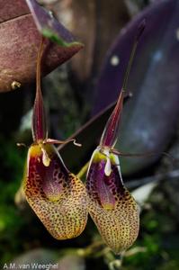 Restrepia elegans