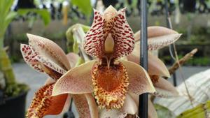 Catasetum denticulatum