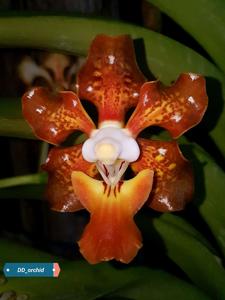 Vanda sumatrana