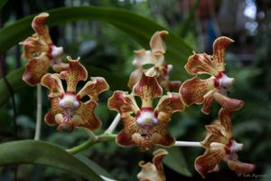 Vanda merrillii