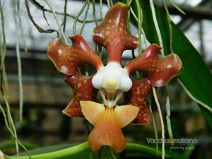 Vanda sumatrana