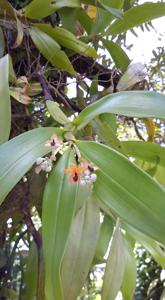 Callostylis rigida