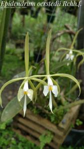 Epidendrum oerstedii