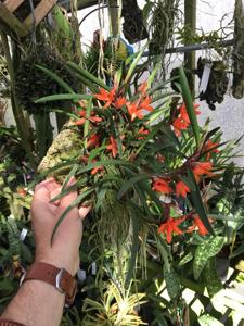 Ceratostylis retisquama