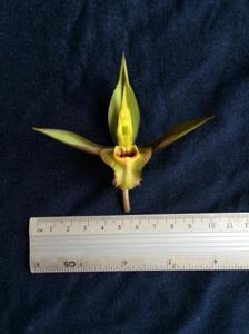 Catasetum osculatum