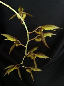 Catasetum osculatum