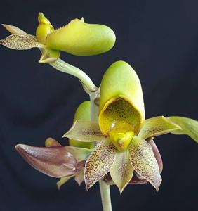 Catasetum schmidtianum