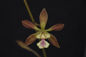 Encyclia guatemalensis