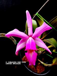 Cattleya violacea