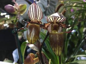 Paphiopedilum glanduliferum