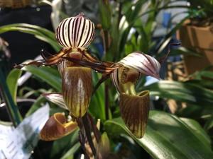 Paphiopedilum glanduliferum