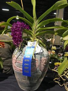 Rhynchostylis gigantea