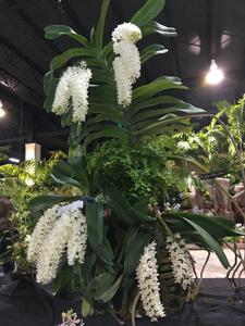 Rhynchostylis gigantea