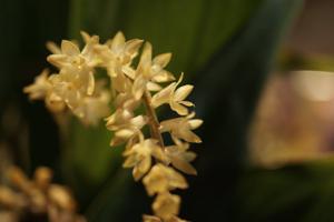 Coelogyne bigibbosa