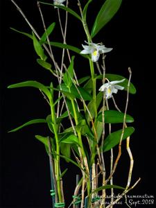 Dendrobium crumenatum