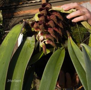 Bulbophyllum phalaenopsis