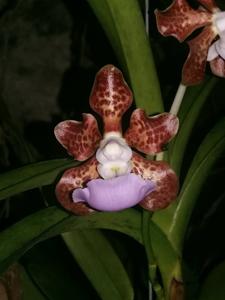 Vanda insignis