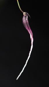 Bulbophyllum contortisepalum