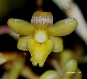 Dendrobium guerreroi