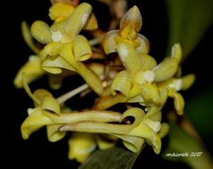 Dendrobium guerreroi