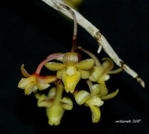 Dendrobium guerreroi