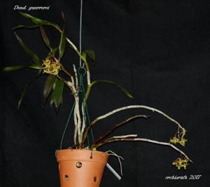 Dendrobium guerreroi