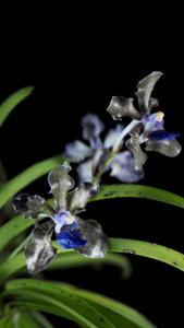 Vanda tessellata