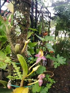 Bulbophyllum macranthum