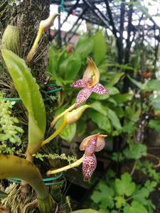 Bulbophyllum macranthum