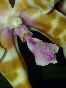 Phalaenopsis mariae