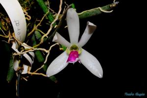 Leptotes bicolor