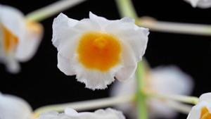 Dendrobium palpebrae