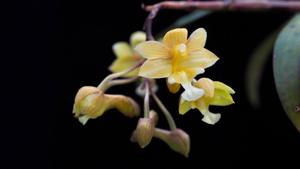 Dendrobium crabro