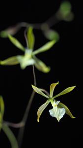 Encyclia nematocaulon